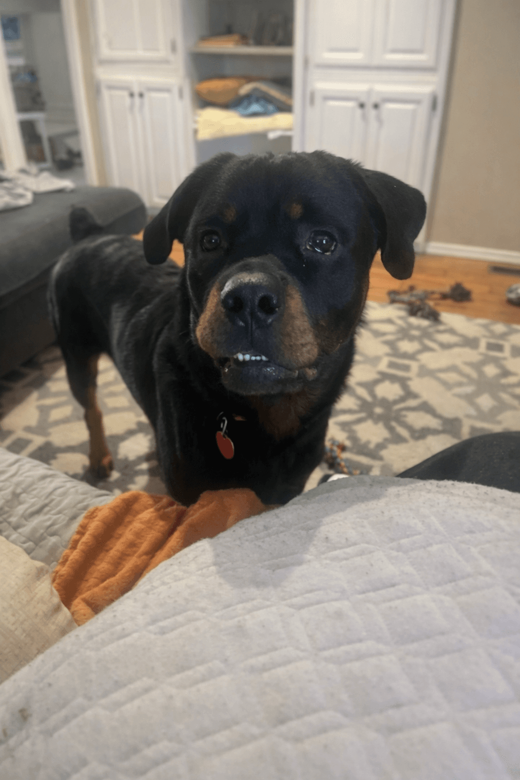 © 2026 R.E.A.L. Rottweiler Rescue. All rights reserved.